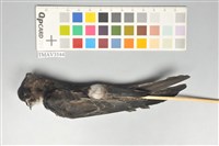 藏品(小雨燕)的圖片